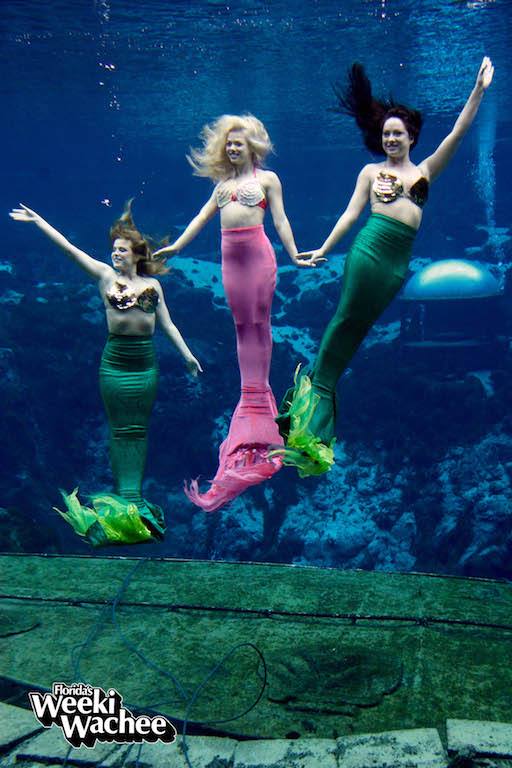 Being a Weeki Wachee mermaid is a special thing. With nearly 70 years of history, grace and cameraderie, the mermaids of Weeki Wachee State Park are always making park visitors smile.