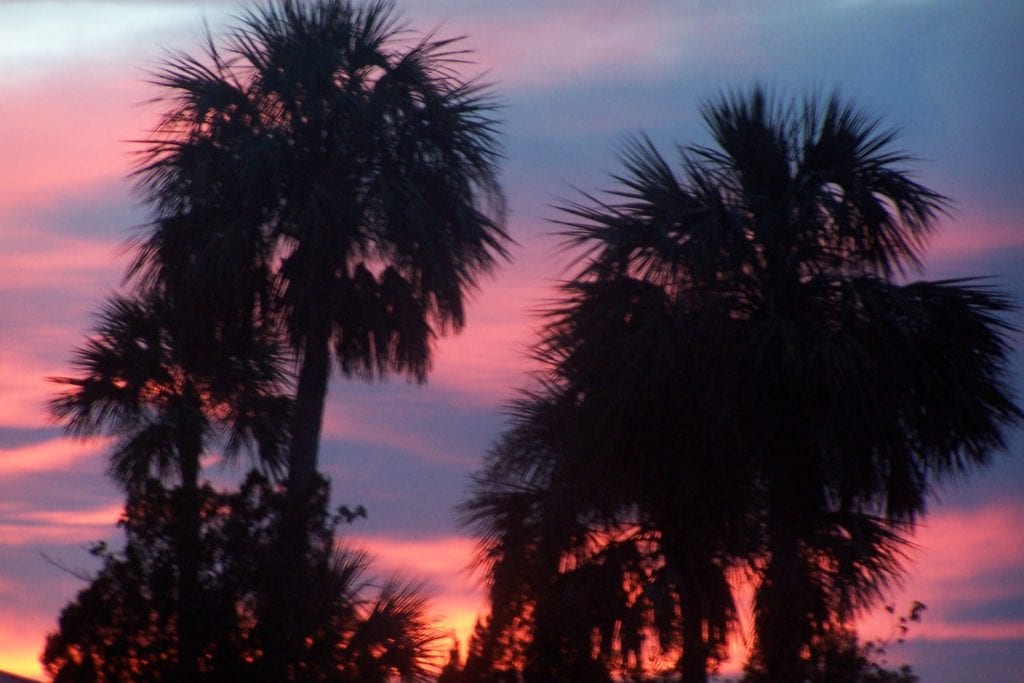 Palm trees in the sunset