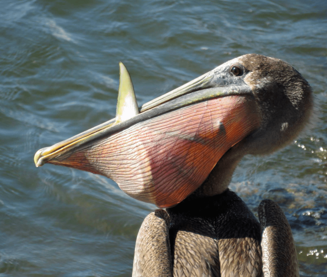 Pelican holding Fish