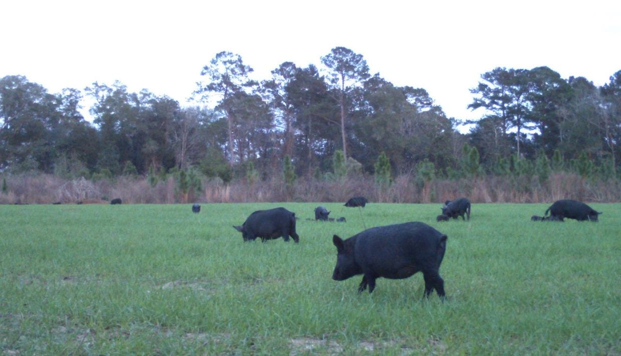 Florida feral hogs