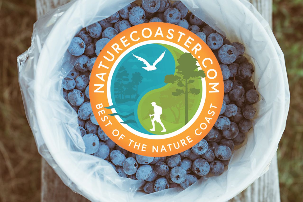 NatureCoaster logo in bucket of blueberries