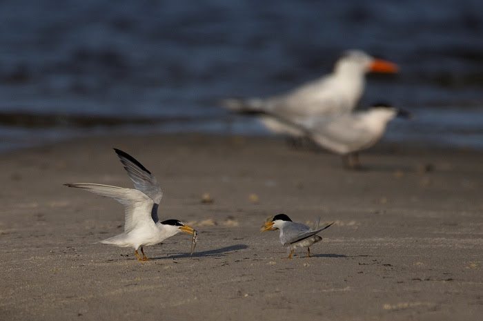 As nesting season begins for waterbird species across the state, the Florida Fish and Wildlife Conservation Commission (FWC) is sharing five easy ways that members of the public can help conserve these vulnerable bird species