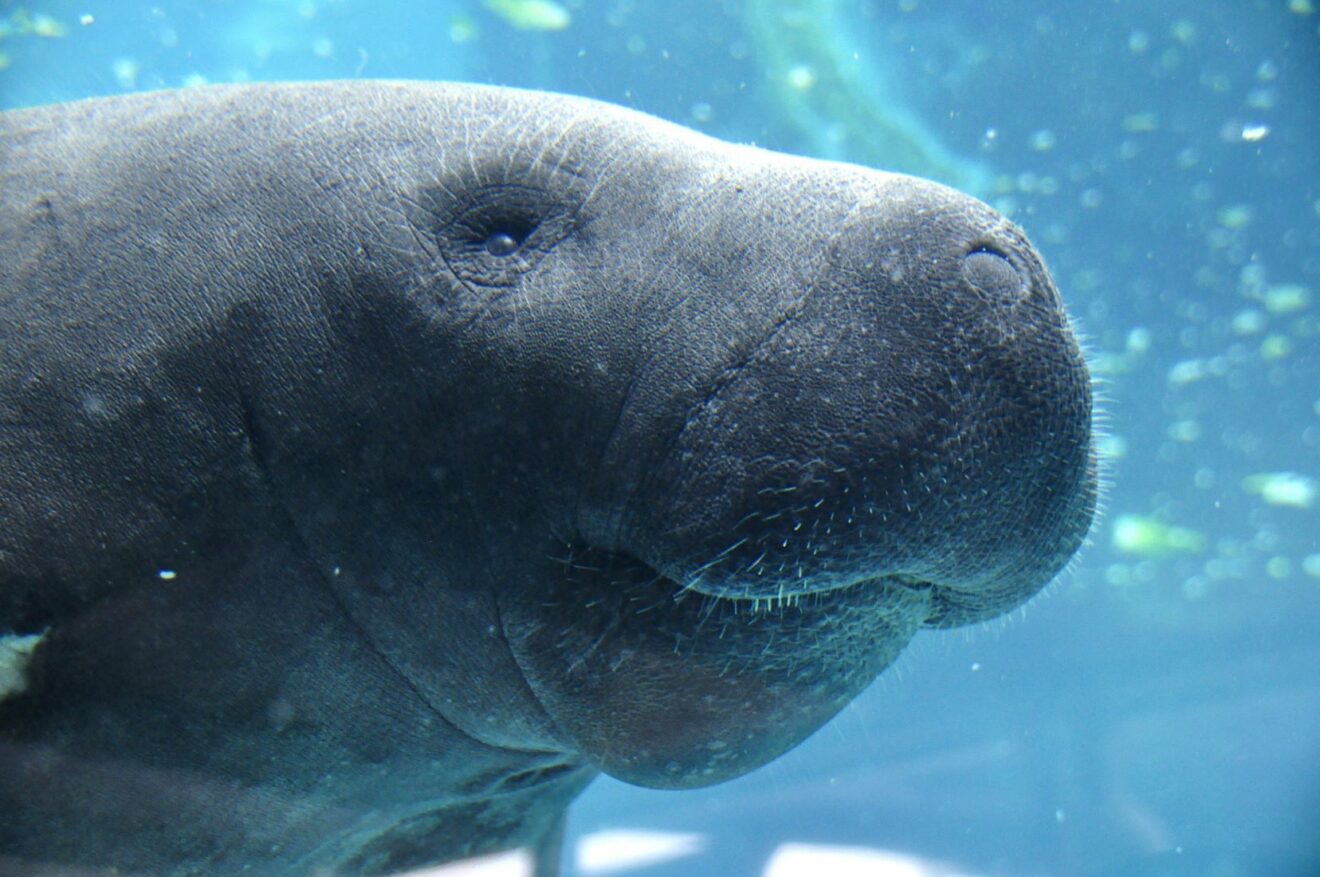 6 Places to Find Manatees on Florida’s Nature Coast (Any Time of Year)