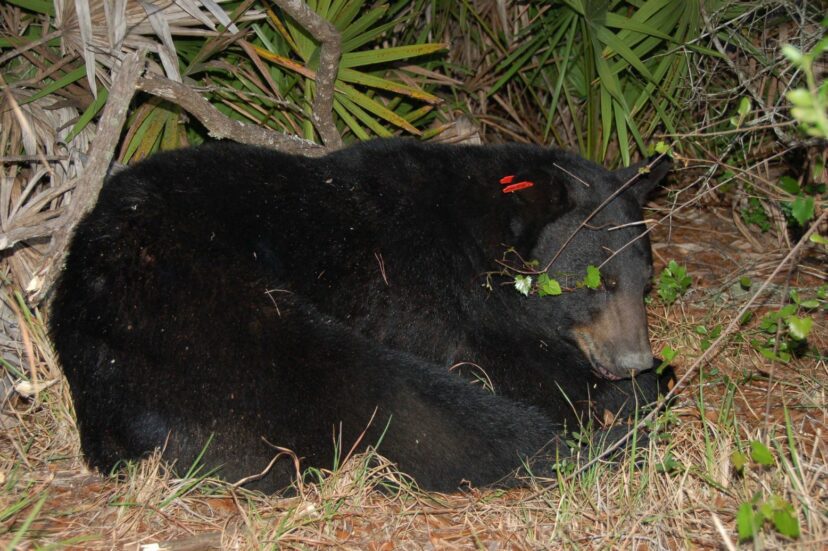 florida black bear