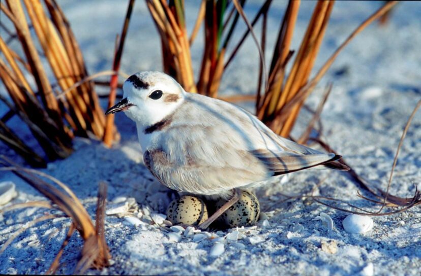 snowy plover nesting