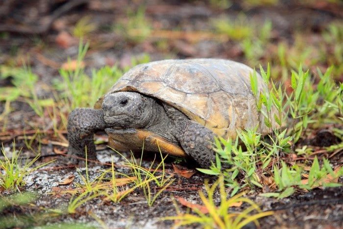 FWC seeks input on draft revisions to Gopher Tortoise Permitting Guidelines